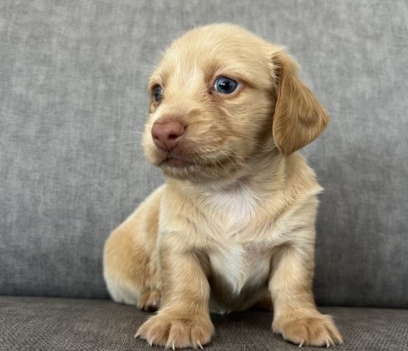 臘腸狗飼養方法