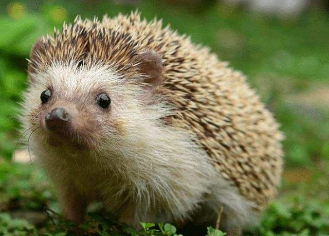 麵包蟲對刺蝟有害