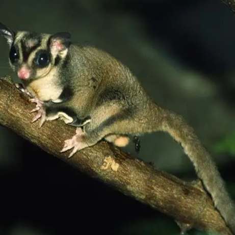 蜜袋鼯癱瘓原因