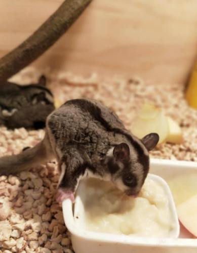 蜜袋鼯飲食指南