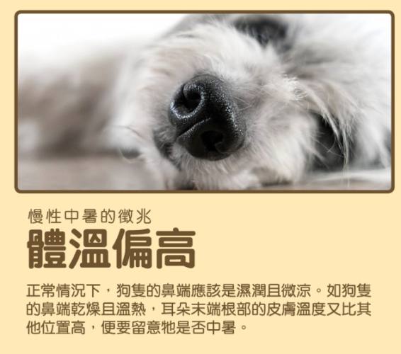 狗狗慢性中暑預防