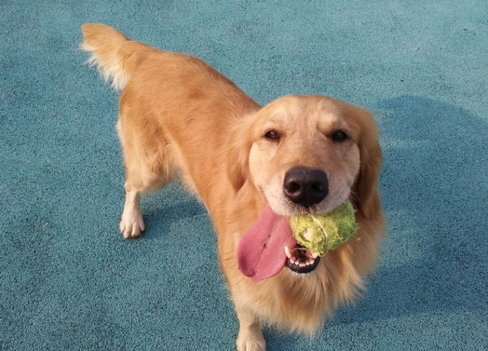 預防狗咬人方法