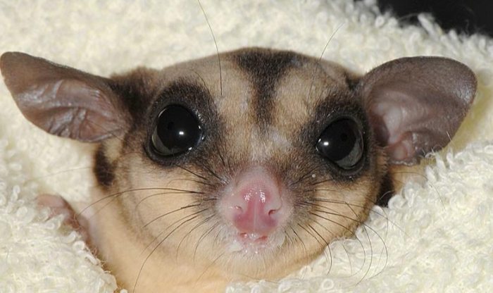 台灣蜜袋鼯飼養