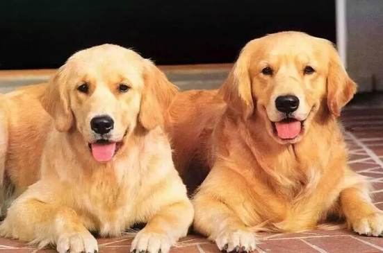 聰明狗訓練 聰明狗訓練