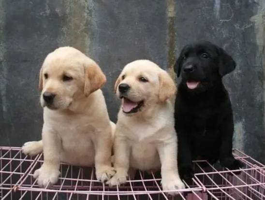 拉布拉多犬飼養優點