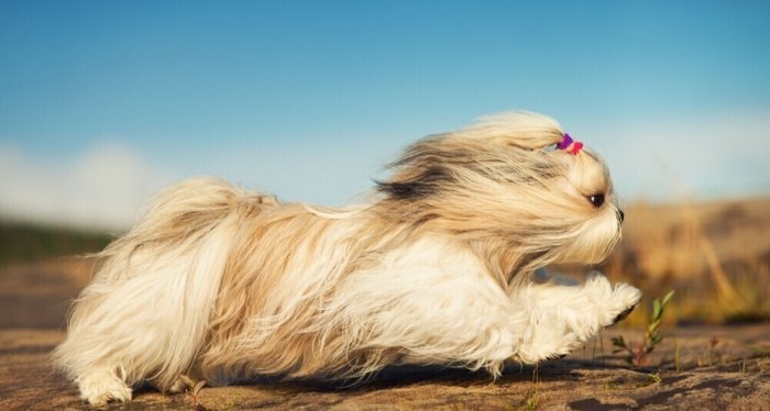 羅勒對狗安全嗎