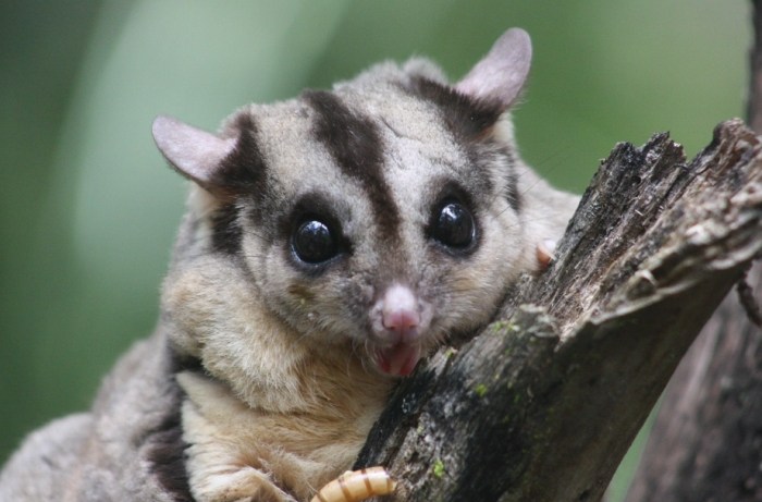 蜜袋鼯活動時間