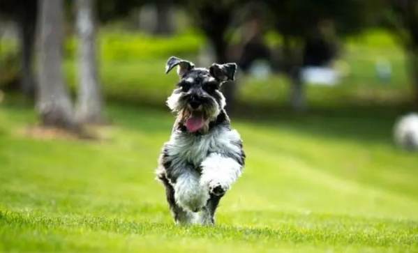 雪納瑞年齡對照表