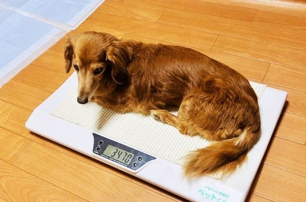 寵物鮮食營養指南