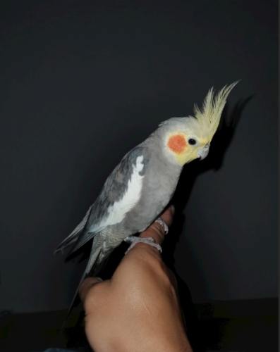 玄鳳鸚鵡行為分析