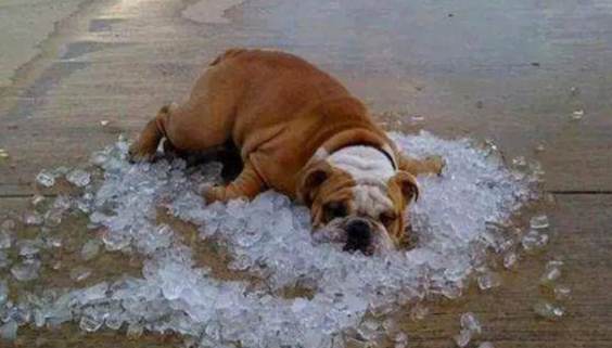 狗狗中暑後照顧