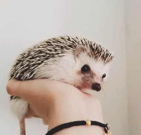 迷你刺蝟飼養方法