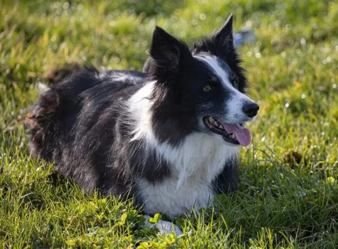 养边牧注意事项