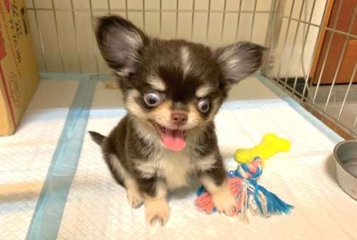 吉娃娃常見疾病