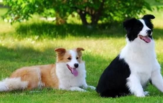 边境牧羊犬好养吗