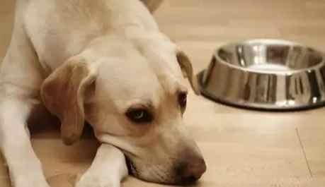 狗食欲不振處理 狗食欲不振處理