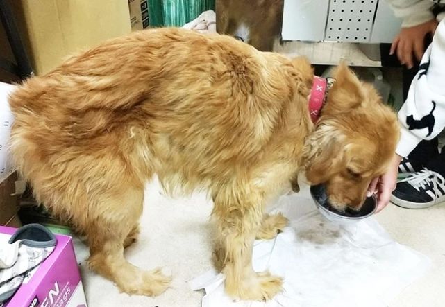 老年狗飲食指南 老年狗飲食指南