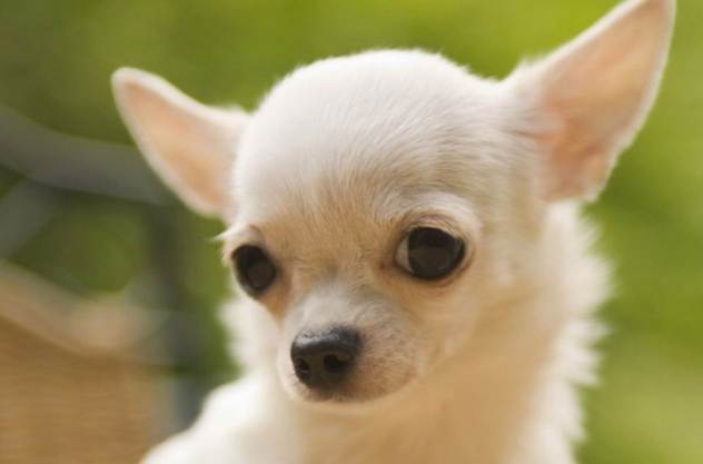 吉娃娃飼養指南