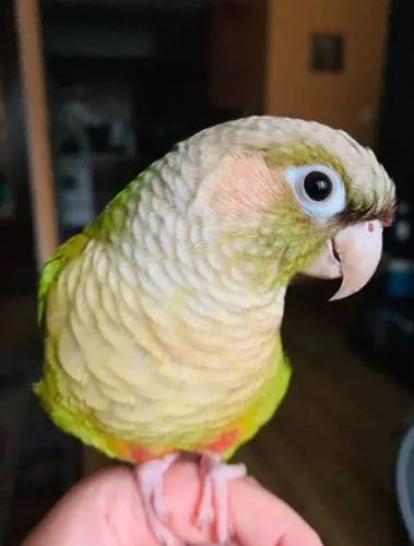 延長寵物鳥壽命