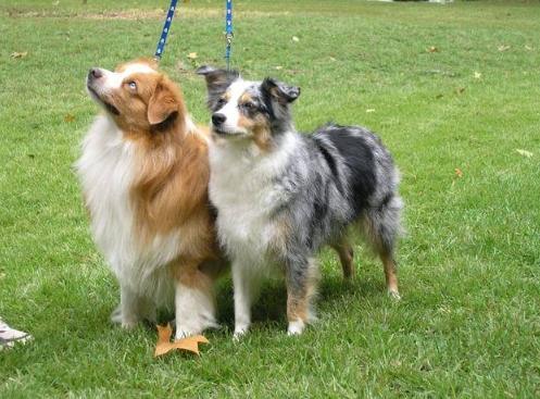 迷你牧羊犬品種