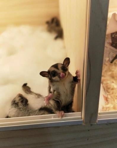 蜜袋鼯獨養注意事項