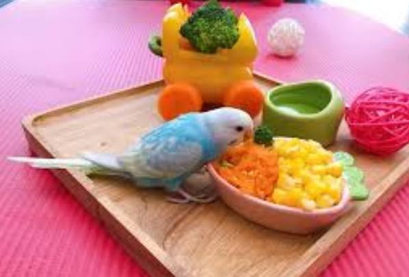 奇異果鸚鵡營養