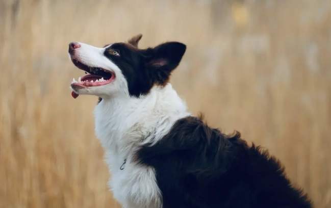 边境牧羊犬缺点