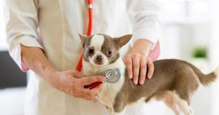 寵物健康溝通技巧