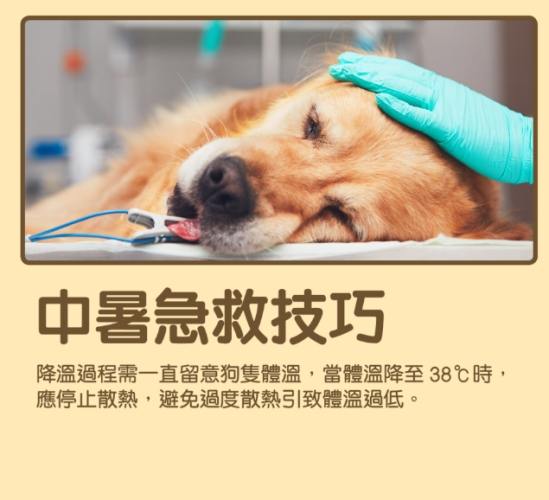 犬中暑後遺症治療