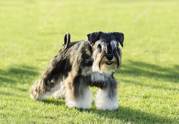 如何延长迷你雪納瑞壽命