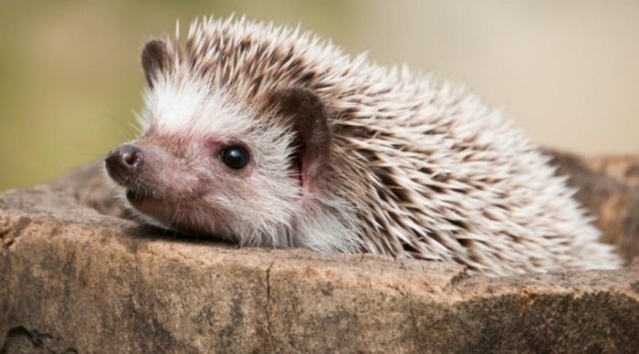 刺蝟活動力下降原因