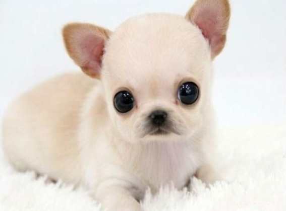 吉娃娃健康問題