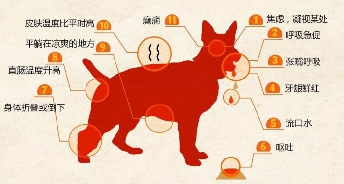 狗狗中暑症狀