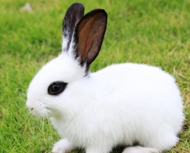 牧草多久换一次