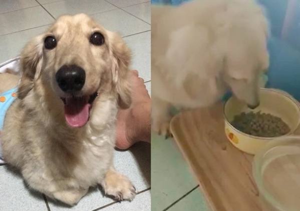 寵物鮮食營養指南