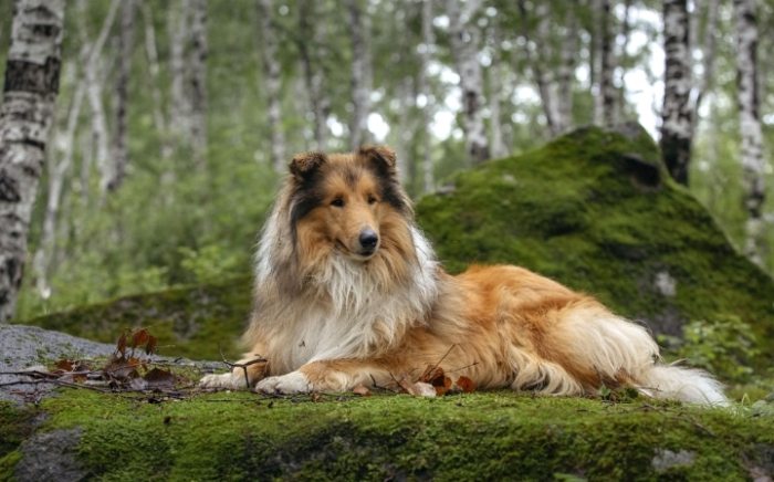 防止狗咬人 防止狗咬人