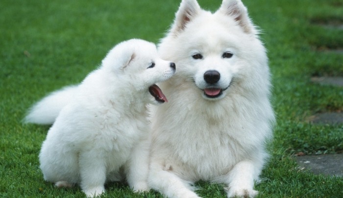 如何安撫出門緊張的狗狗