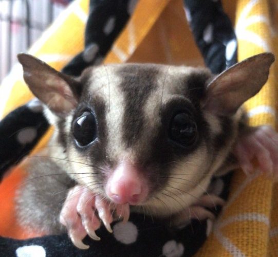 蜜袋鼯健康問題