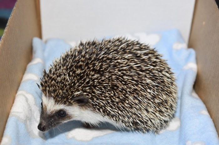 麵包蟲對刺蝟有害