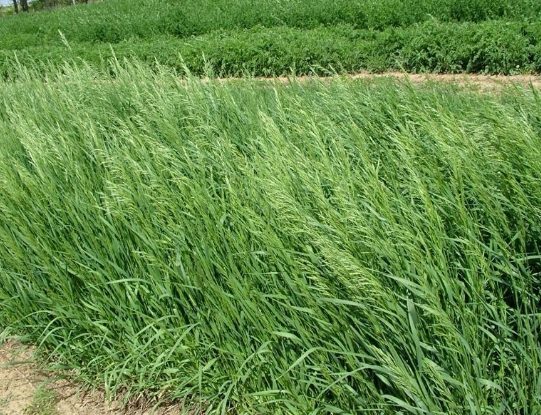 提摩西草種植條件