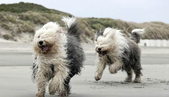 古代牧羊犬 飼養