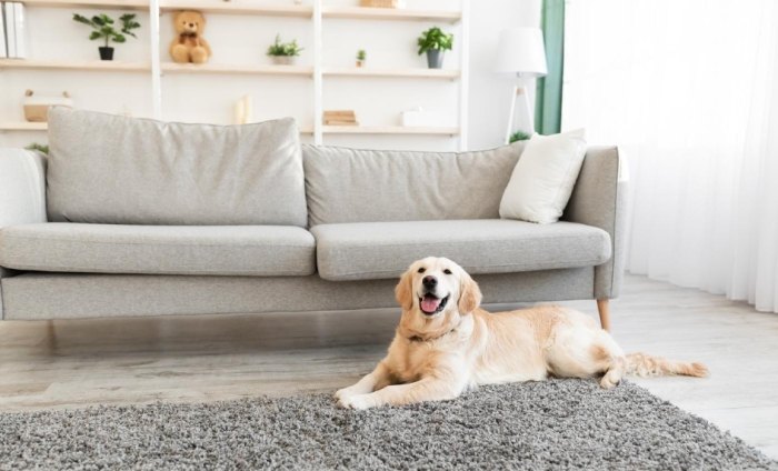 狗狗叫不停解決