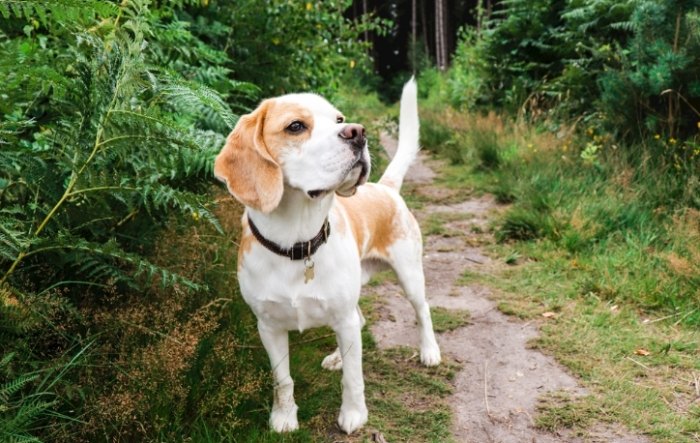 米克斯狗照顧 米克斯狗照顧