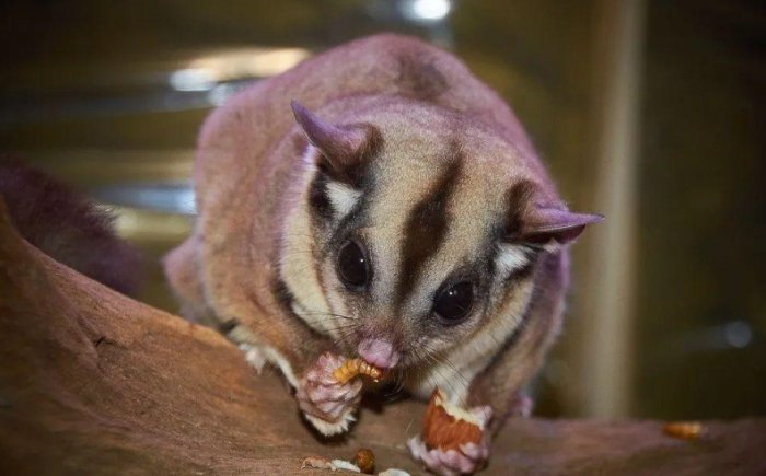 蜜袋鼯飼養健康