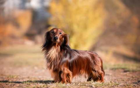 長毛臘腸狗顏色選擇