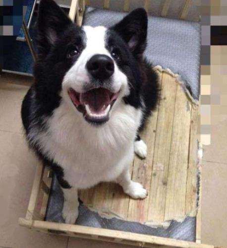 养边牧注意事项