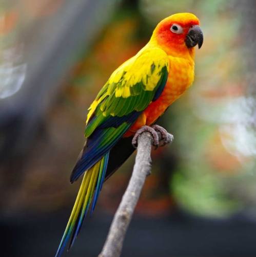 鳥類消化系統疾病