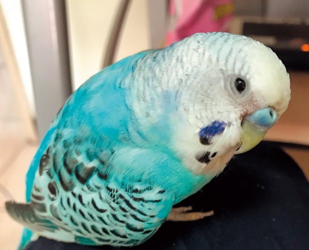 虎皮鸚鵡可食用蔬菜