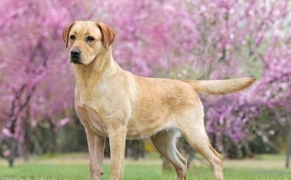 拉布拉多犬性格