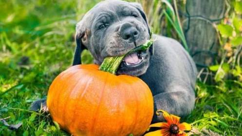 狗南瓜過敏症狀